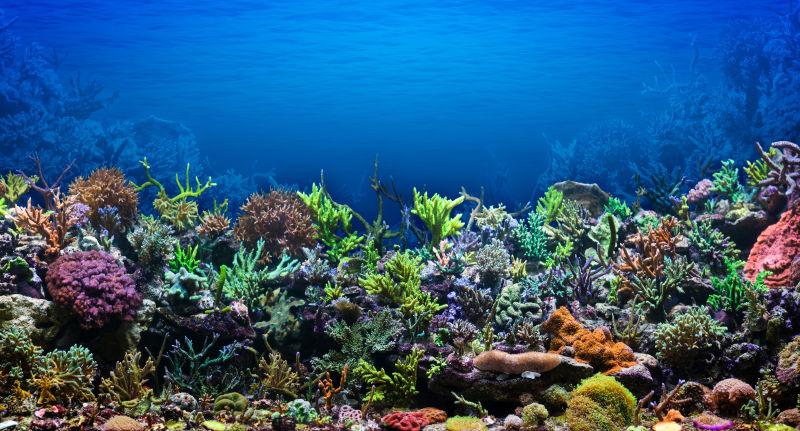 神奇海底世界的珊瑚