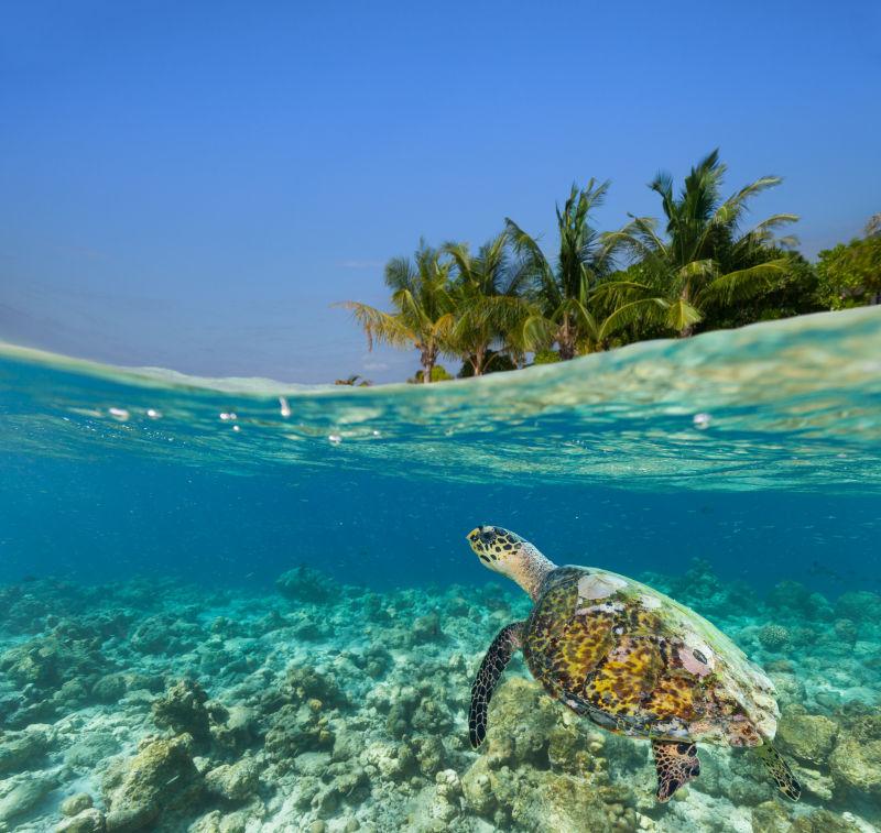 热带岛屿下的水下珊瑚礁海床和海龟