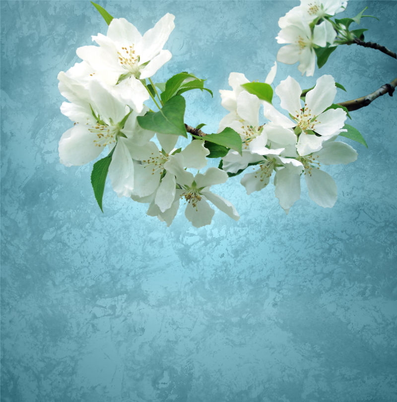 蓝色背景上的白色花朵