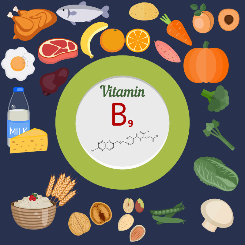 维生素B9丰富的食物矢量插图