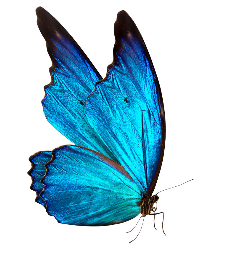 漂亮的蓝蝴蝶