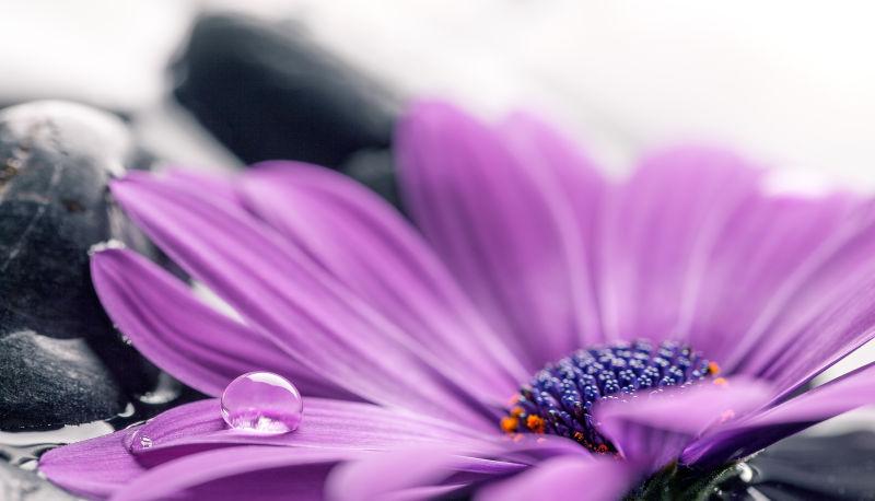 紫色非洲菊花瓣上的水珠
