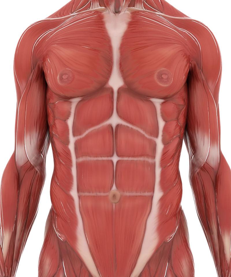 白色背景的人体肌肉解剖