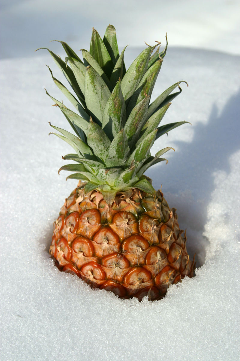 雪地菠萝