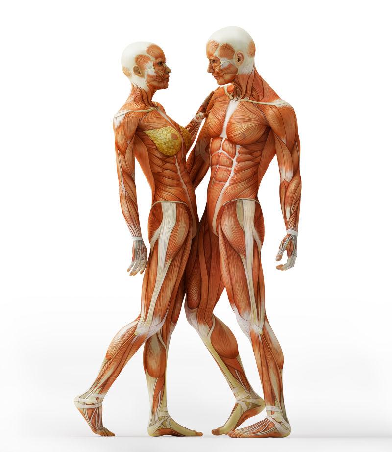 男女解剖肌肉