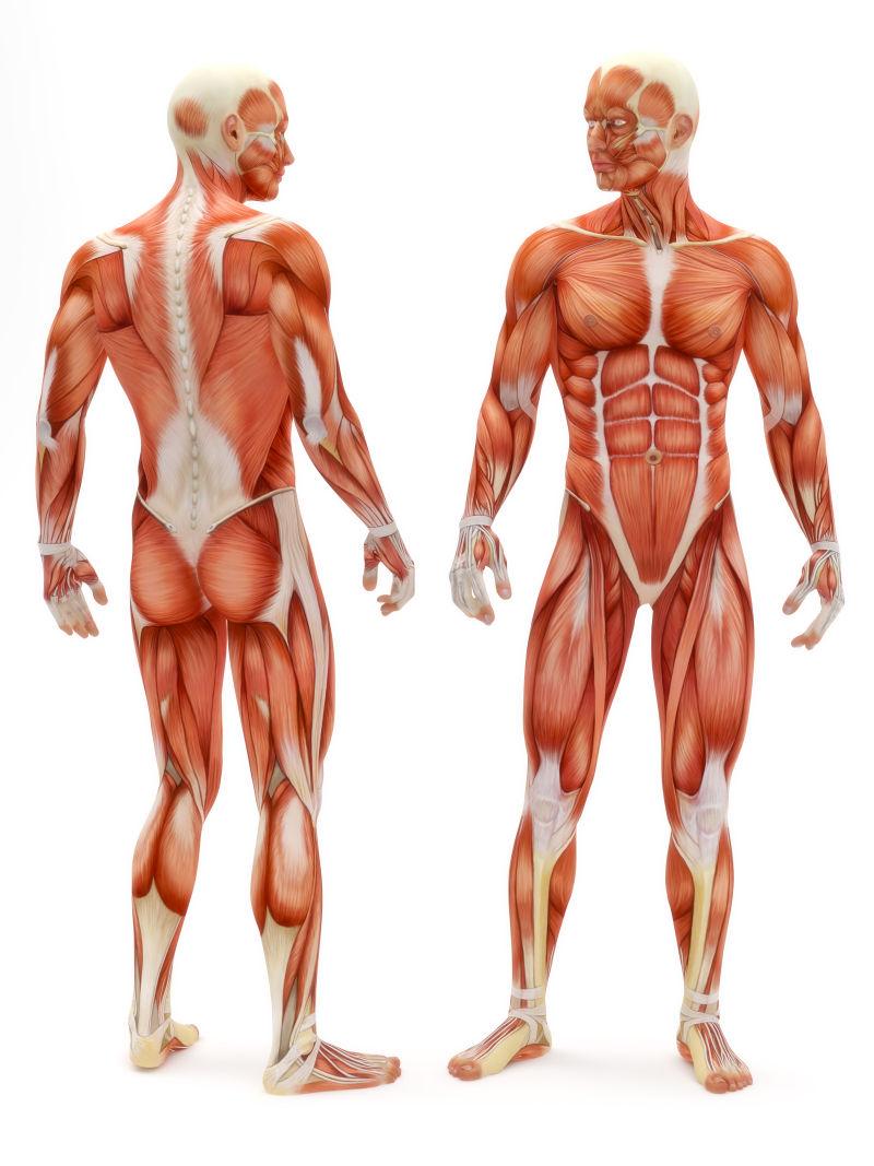 男性的肌肉骨骼系统