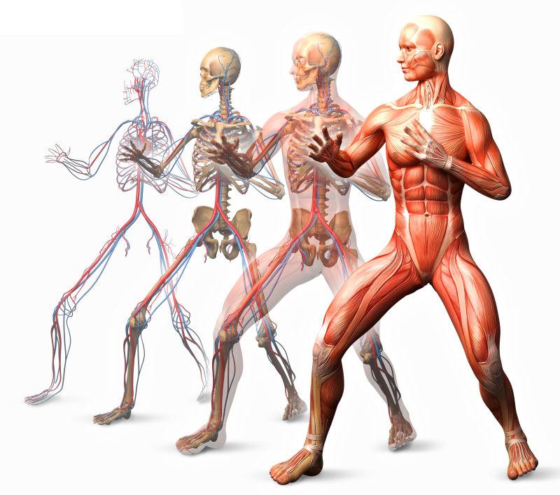 解剖学肌肉繁衍