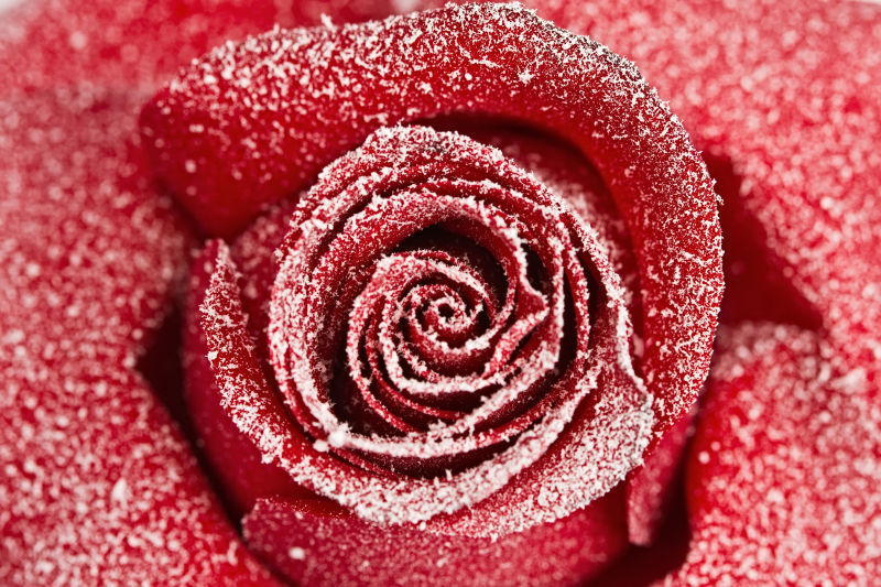 冻红玫瑰
