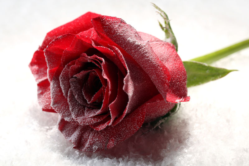 冰冻的红色玫瑰