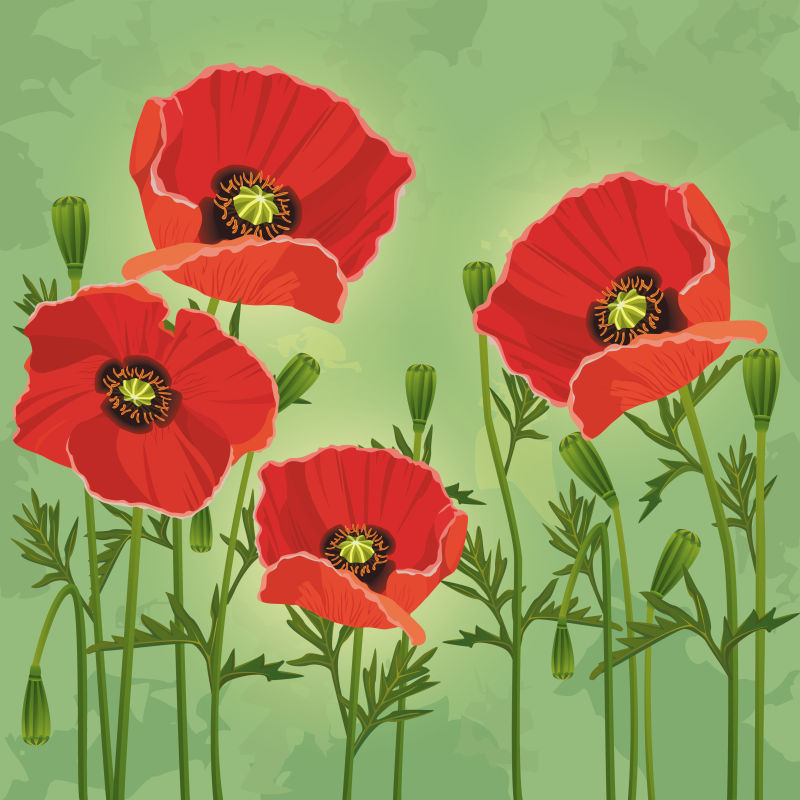 创意矢量红色罂粟花的插图