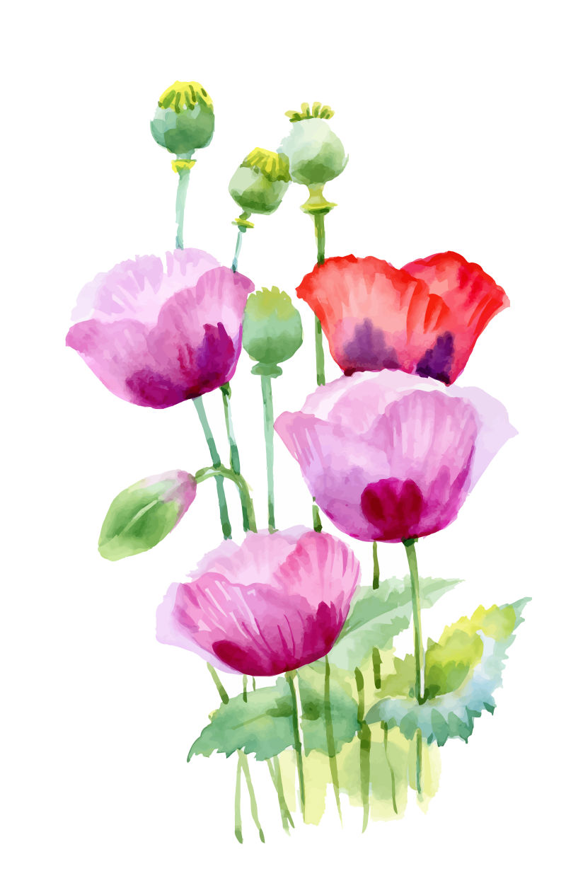 矢量的水彩罂粟花插图