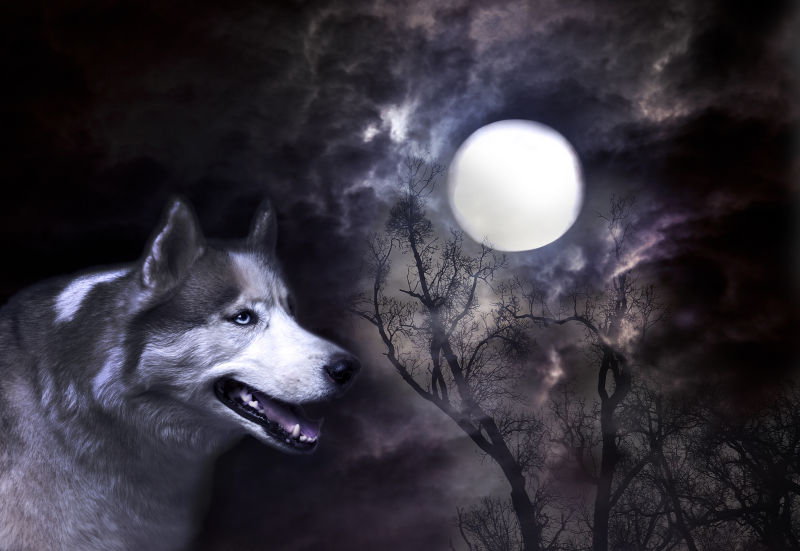 喜爱月亮的狼