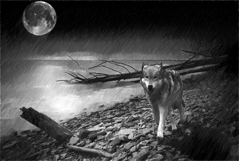 月圆下的狼