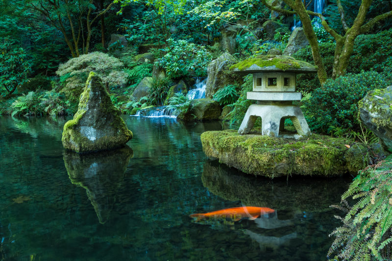 日本花园池塘里的金鱼