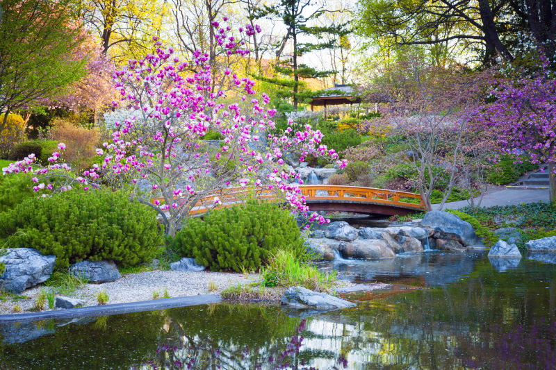 日本美丽花园和池塘