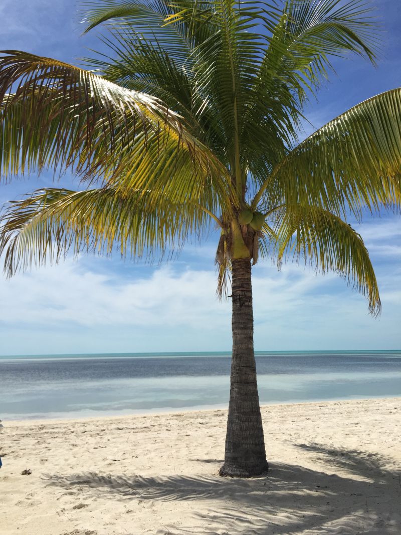 长在海滩上的棕榈树