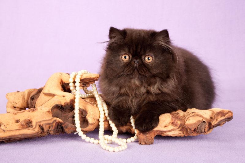 趴在珍珠项链上的可爱猫咪