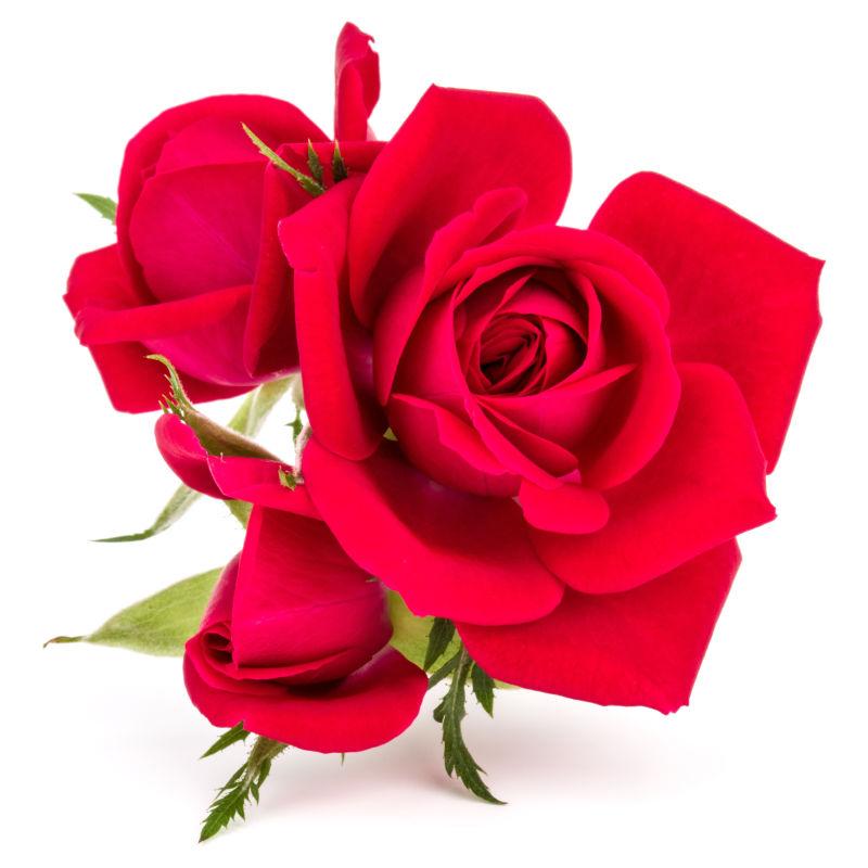 一束娇艳的红色玫瑰