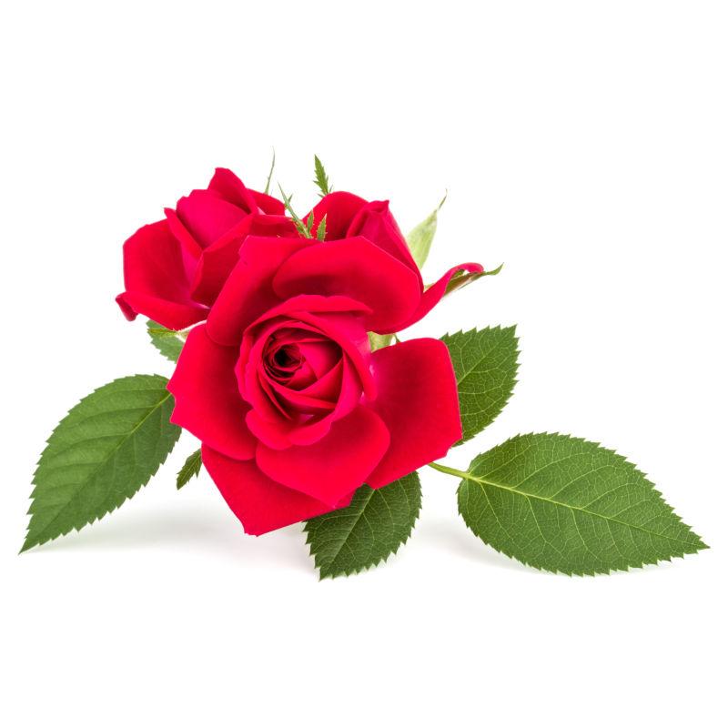 一束鲜艳的红色玫瑰
