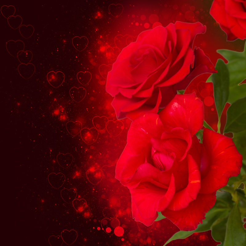 深色背景下的绽放的红色玫瑰