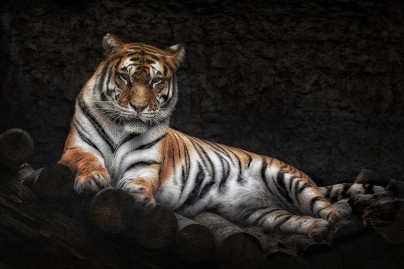 老虎躺在木头上