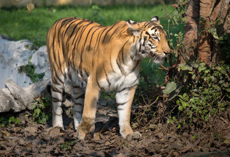 皇家孟加拉虎在印度一个动物和野生动物保护区自然禁闭