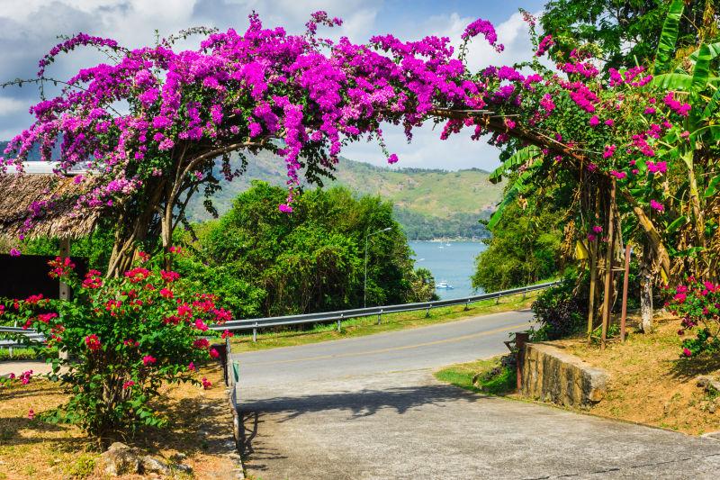 泰国花园紫花拱门
