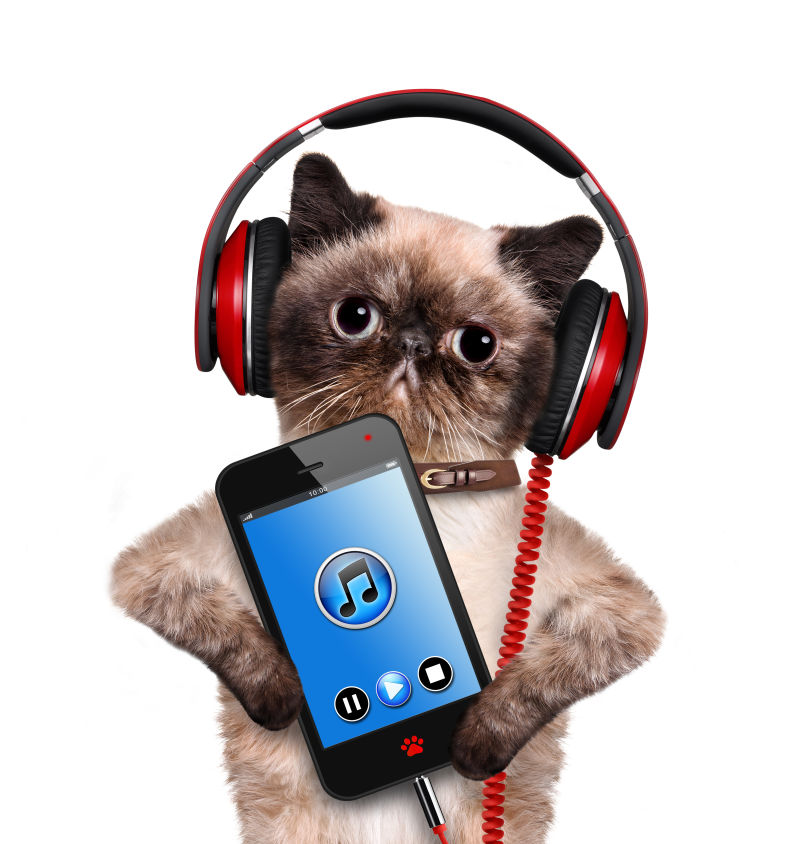 带着耳机听手机音乐的宠物猫咪