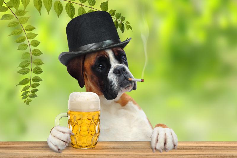 叼着烟喝着啤酒的宠物狗狗