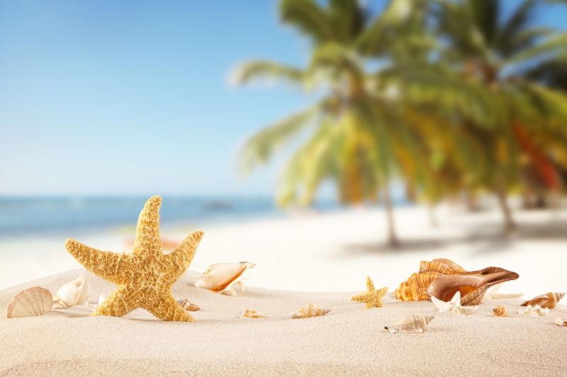 沙滩的贝壳和海星