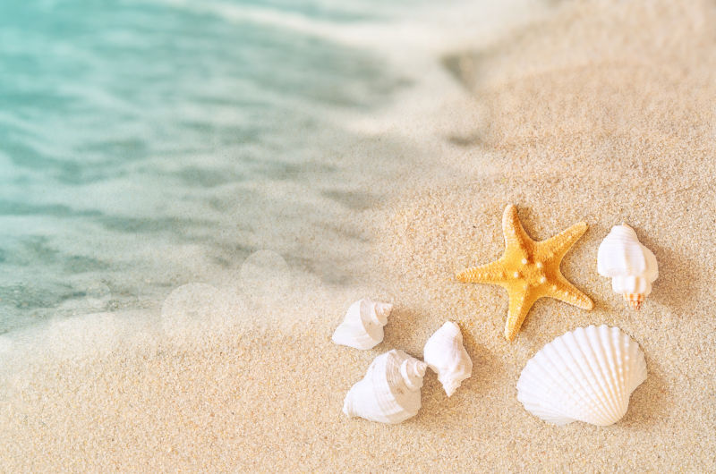 沙滩上的贝壳与海星