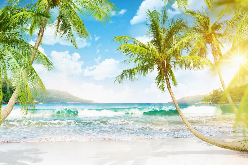 热带沙滩和棕榈树