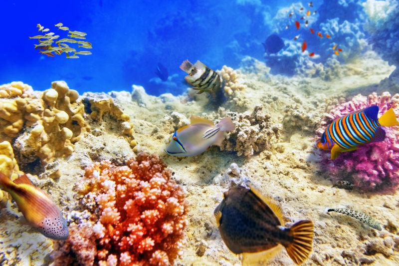 美丽的海底世界珊瑚和热带鱼
