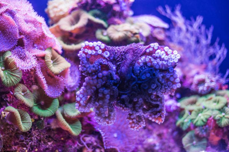 红海野生海底世界