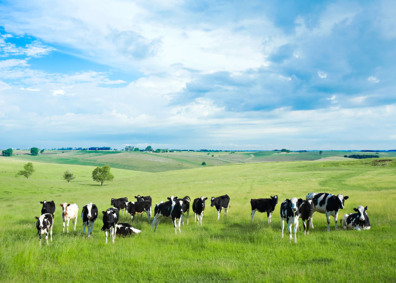 草原上的一群奶牛