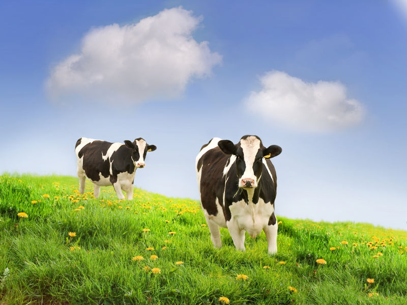 草原上的两头奶牛