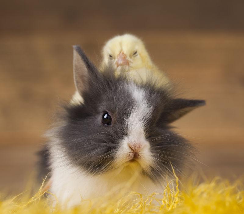 草丛里的复活节兔子与小鸡