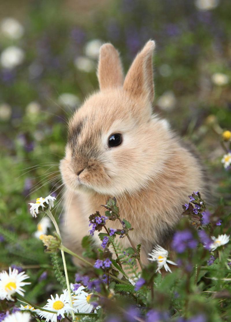 在多彩的草地上的可爱的兔子