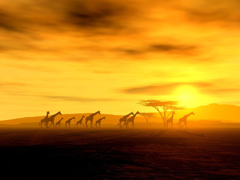 长颈鹿群在徒步旅行