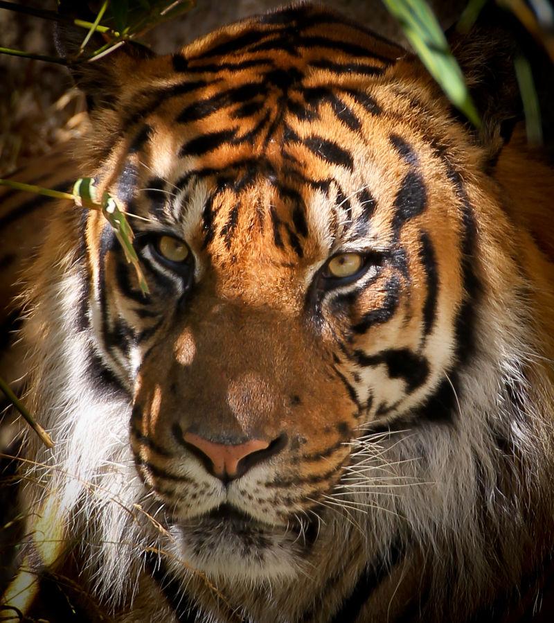 丛林里的老虎肖像