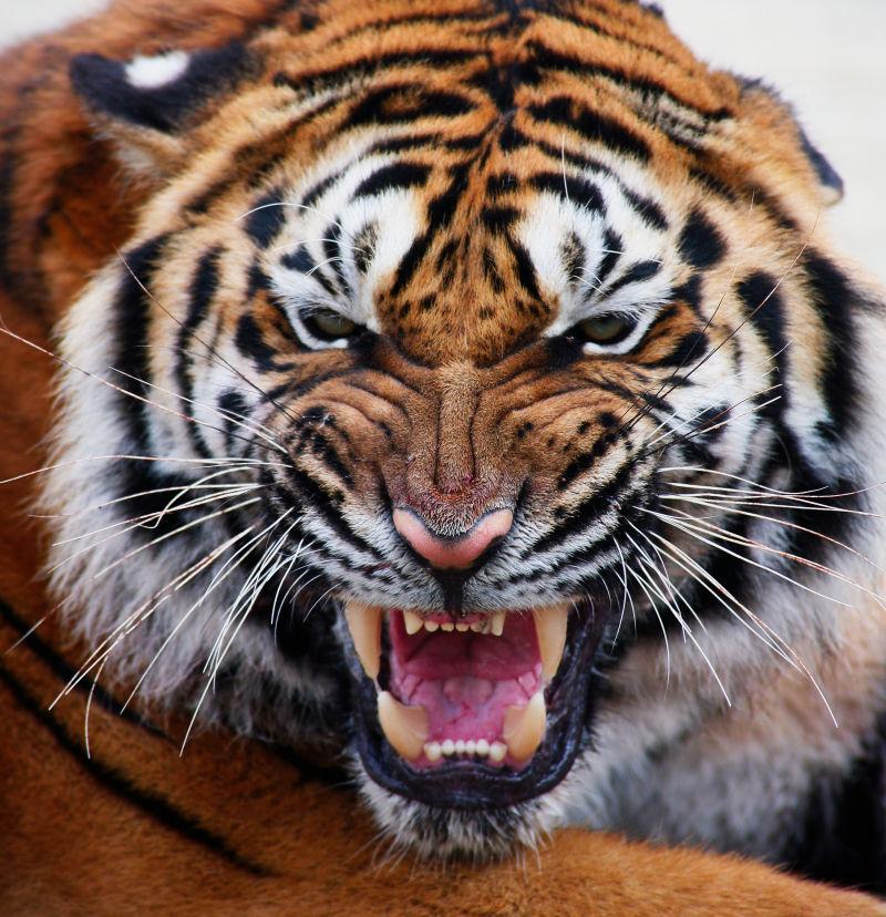 表情凶猛的老虎