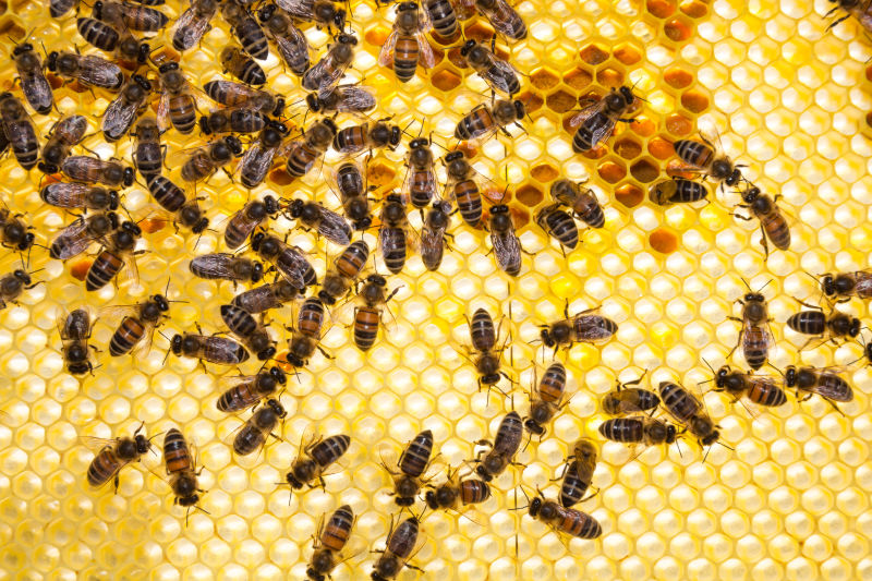 金色蜂巢上的蜜蜂