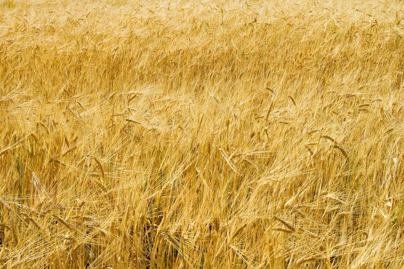 夏日田野的丰收的小麦