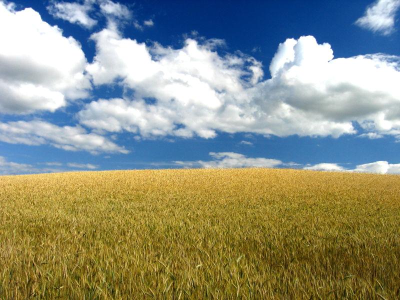 蔚蓝的天空下一望无际的金色麦田