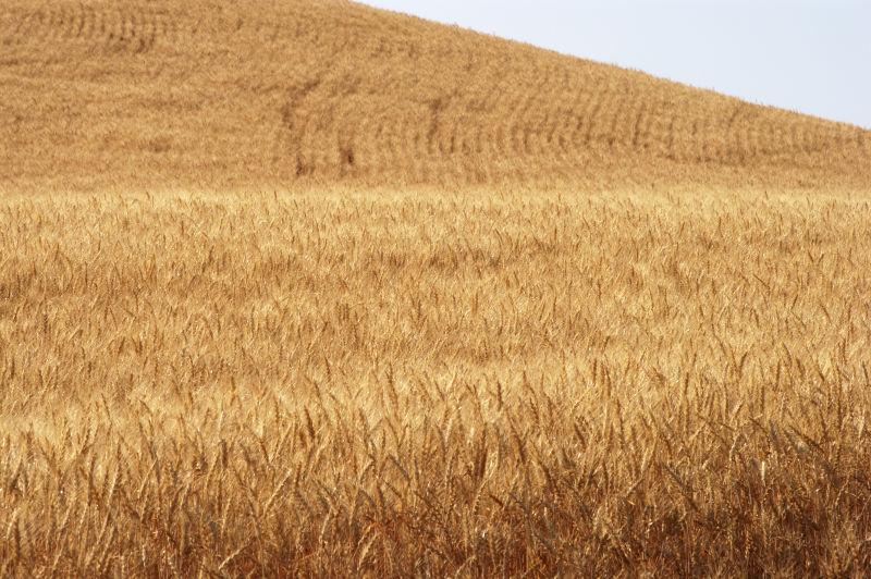 华盛顿东南部帕卢斯地区成熟小麦的收成