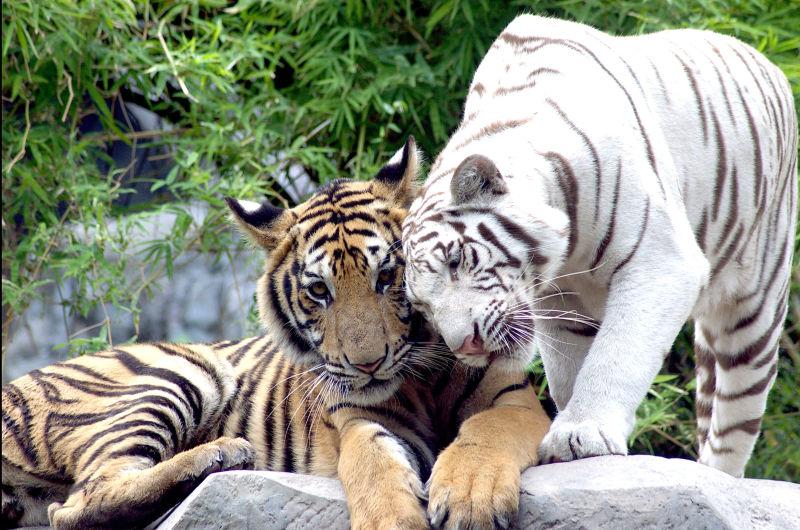 户外自然环境下在爱情中依偎的两只老虎