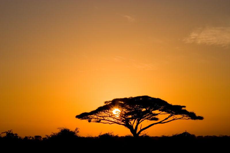 在肯尼亚Appseli自然公园背光相思树