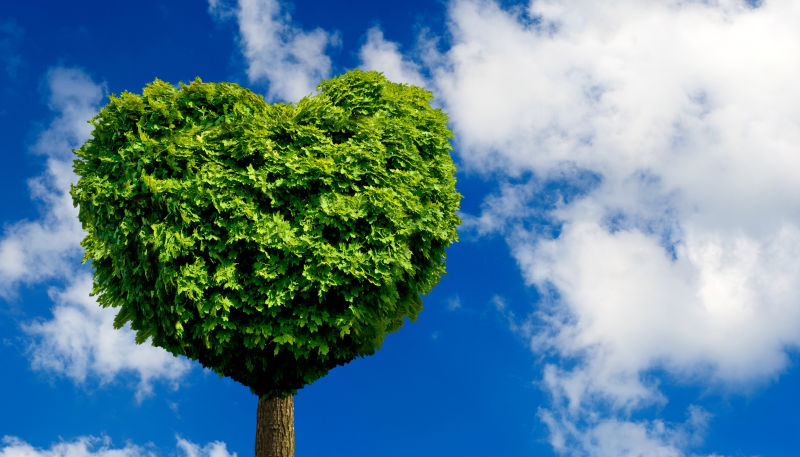 树心意象是爱与奉献的象征