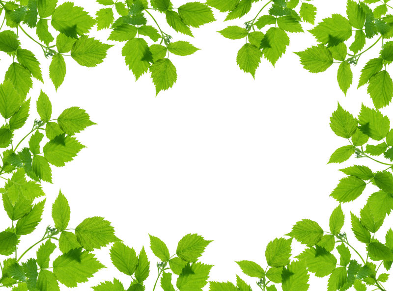 白色背景的绿色植物框架