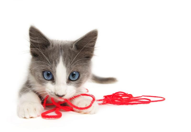 叼着红绳的猫咪